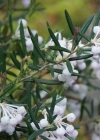 Einzelbild 7 Rosmarinheide - Andromeda polifolia