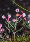 Einzelbild 8 Rosmarinheide - Andromeda polifolia