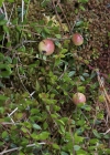 Einzelbild 6 Gemeine Moosbeere - Vaccinium oxycoccos