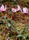 Einzelbild 7 Gemeine Moosbeere - Vaccinium oxycoccos