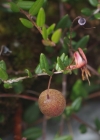 Einzelbild 8 Gemeine Moosbeere - Vaccinium oxycoccos