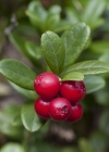 Einzelbild 6 Preiselbeere - Vaccinium vitis-idaea