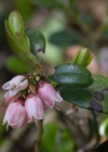 Einzelbild 7 Preiselbeere - Vaccinium vitis-idaea