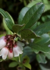 Einzelbild 8 Preiselbeere - Vaccinium vitis-idaea