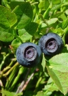 Einzelbild 6 Heidelbeere - Vaccinium myrtillus