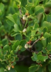 Einzelbild 6 Rauschbeere - Vaccinium uliginosum aggr.