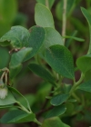 Einzelbild 7 Rauschbeere - Vaccinium uliginosum aggr.