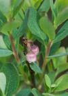 Einzelbild 8 Rauschbeere - Vaccinium uliginosum aggr.