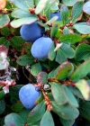 Einzelbild 4 Kleinblättrige Rauschbeere - Vaccinium gaultherioides