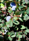 Einzelbild 5 Kleinblättrige Rauschbeere - Vaccinium gaultherioides