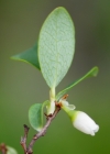 Einzelbild 6 Kleinblättrige Rauschbeere - Vaccinium gaultherioides