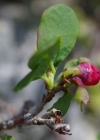 Einzelbild 7 Kleinblättrige Rauschbeere - Vaccinium gaultherioides