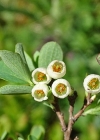 Einzelbild 8 Kleinblättrige Rauschbeere - Vaccinium gaultherioides