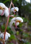 Einzelbild 5 Rundblättriges Wintergrün - Pyrola rotundifolia