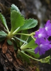 Einzelbild 6 Rote Felsen-Primel - Primula hirsuta