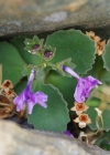 Einzelbild 8 Rote Felsen-Primel - Primula hirsuta