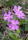 Einzelbild 8 Mehl-Primel - Primula farinosa