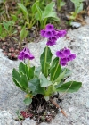 Einzelbild 4 Breitblättrige Primel - Primula latifolia