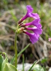 Einzelbild 5 Breitblättrige Primel - Primula latifolia