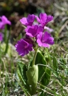 Einzelbild 6 Breitblättrige Primel - Primula latifolia
