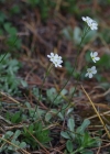 Einzelbild 5 Stumpfblättriger Mannsschild - Androsace obtusifolia