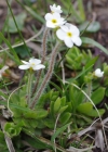 Einzelbild 4 Bewimperter Mannsschild - Androsace chamaejasme