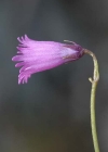 Einzelbild 5 Kleines Alpenglöckchen - Soldanella pusilla