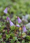 Einzelbild 6 Kleines Alpenglöckchen - Soldanella pusilla