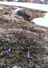 Einzelbild 7 Kleines Alpenglöckchen - Soldanella pusilla