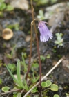 Einzelbild 8 Kleines Alpenglöckchen - Soldanella pusilla