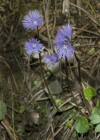 Einzelbild 5 Grosses Alpenglöckchen - Soldanella alpina