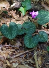 Einzelbild 6 Europäisches Alpenveilchen - Cyclamen purpurascens
