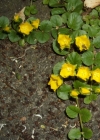Einzelbild 5 Pfennigkraut - Lysimachia nummularia