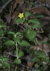 Einzelbild 5 Hain-Gilbweiderich - Lysimachia nemorum
