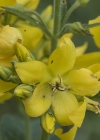 Einzelbild 6 Gemeiner Gilbweiderich - Lysimachia vulgaris