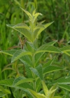 Einzelbild 8 Gemeiner Gilbweiderich - Lysimachia vulgaris