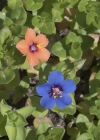 Einzelbild 6 Acker-Gauchheil - Anagallis arvensis