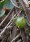Einzelbild 7 Acker-Gauchheil - Anagallis arvensis