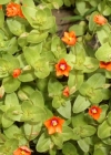 Einzelbild 8 Acker-Gauchheil - Anagallis arvensis