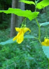 Einzelbild 7 Wald-Springkraut - Impatiens noli-tangere