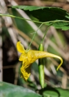 Einzelbild 8 Wald-Springkraut - Impatiens noli-tangere