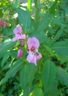 Einzelbild 5 Drüsiges Springkraut - Impatiens glandulifera
