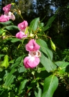 Einzelbild 6 Drüsiges Springkraut - Impatiens glandulifera
