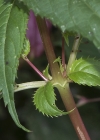 Einzelbild 7 Drüsiges Springkraut - Impatiens glandulifera