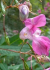 Einzelbild 8 Drüsiges Springkraut - Impatiens glandulifera
