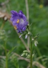 Einzelbild 6 Himmelsleiter - Polemonium caeruleum