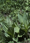 Einzelbild 3 Gelber Enzian - Gentiana lutea