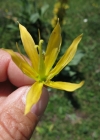 Einzelbild 7 Gelber Enzian - Gentiana lutea