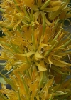 Einzelbild 8 Gelber Enzian - Gentiana lutea