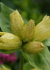 Einzelbild 6 Getüpfelter Enzian - Gentiana punctata